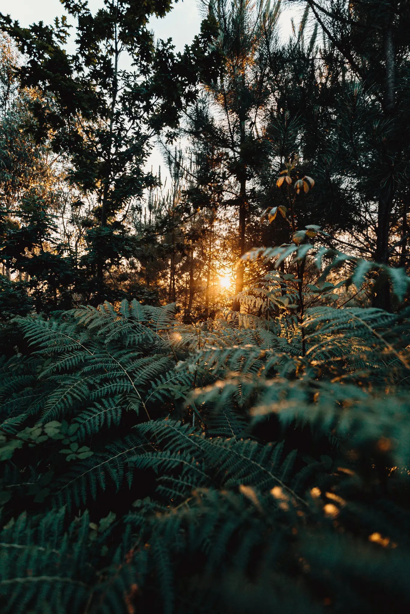 Sunlight shining through tall forest trees and ferns, symbolising technology and nature working together to support balanced long term wellness.